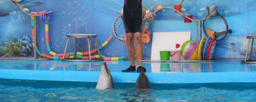 Dolphinarium Akvarel