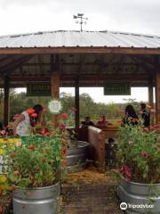 Enchanted Maize Maze