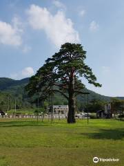 Jeongipum Pine Tree