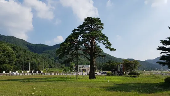 Jeongipum Pine Tree