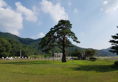 Jeongipum Pine Tree