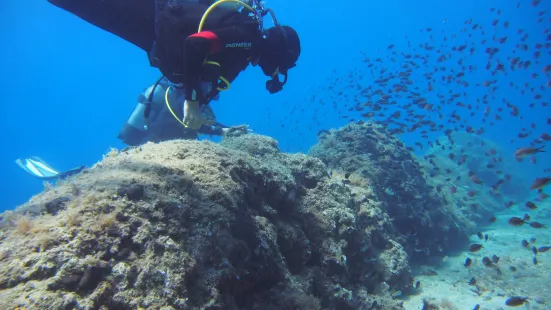 Bikini Dive