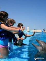 Cabo Dolphins by Cabo Adventures