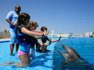 Cabo Dolphins by Cabo Adventures