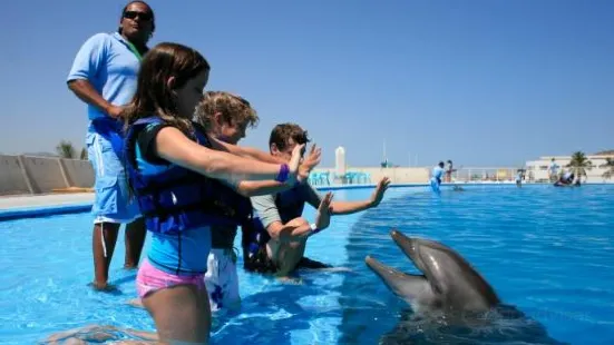 Cabo Dolphins by Cabo Adventures