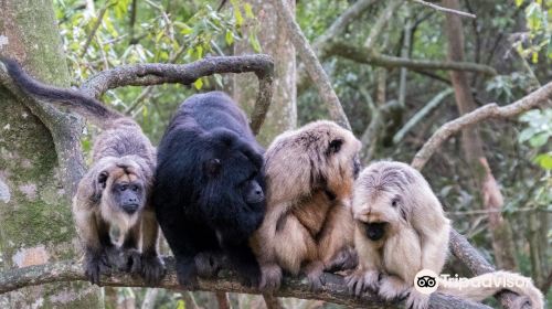 Monkeyland Primate Sanctuary