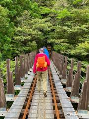 Yaksushima Trecking, Jomon Japanese Cedar Course