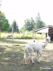 Old Mill Alpacas