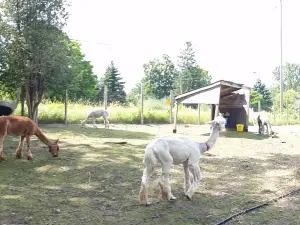 Old Mill Alpacas