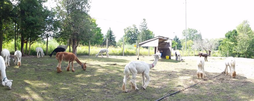 Old Mill Alpacas