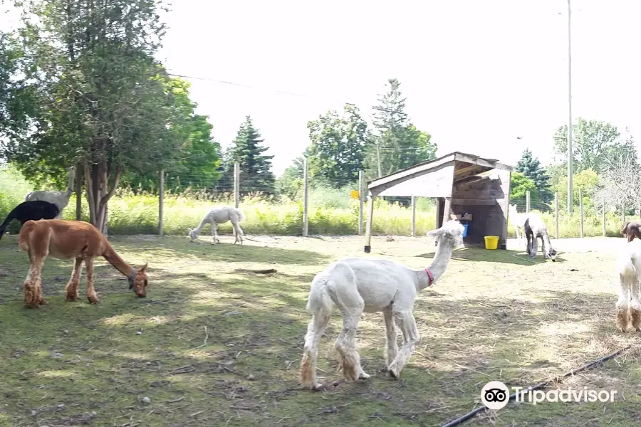 Old Mill Alpacas