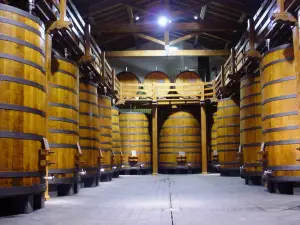 Winery Patria