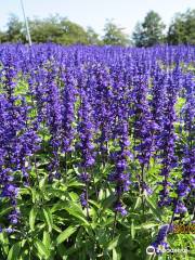 Hana Tento flower Park