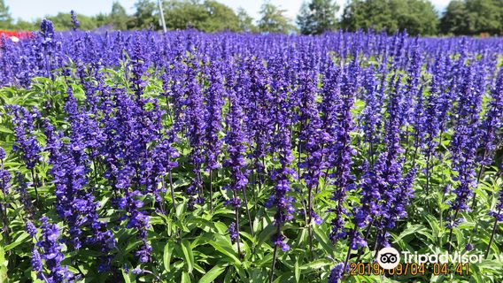 Hana Tento flower Park