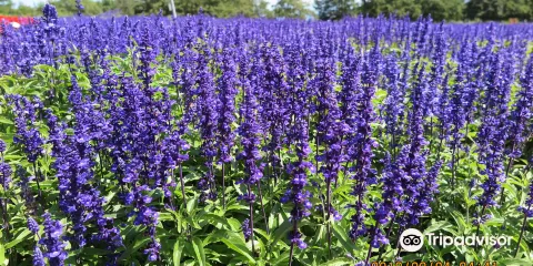 Flower Garden Hana Tento