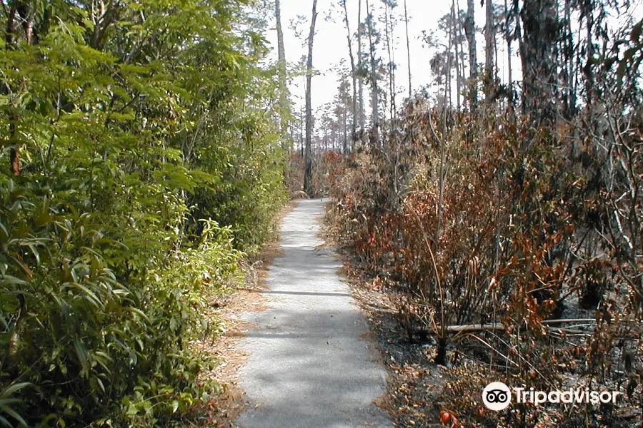 Gumbo Limbo Trail