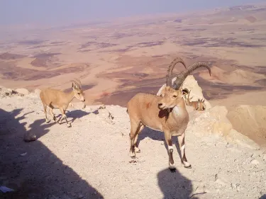 Har Hanegev Hatzfoni