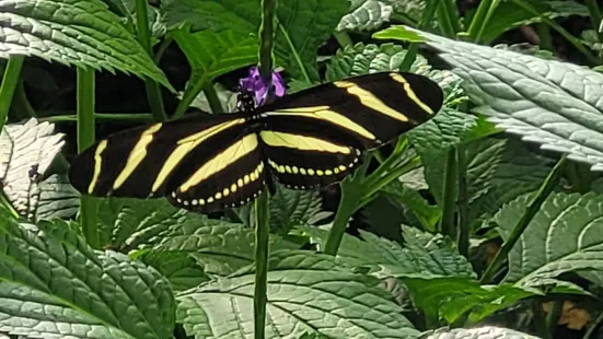 Butterfly Conservatory