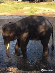 Mae Wang Elephant Camp