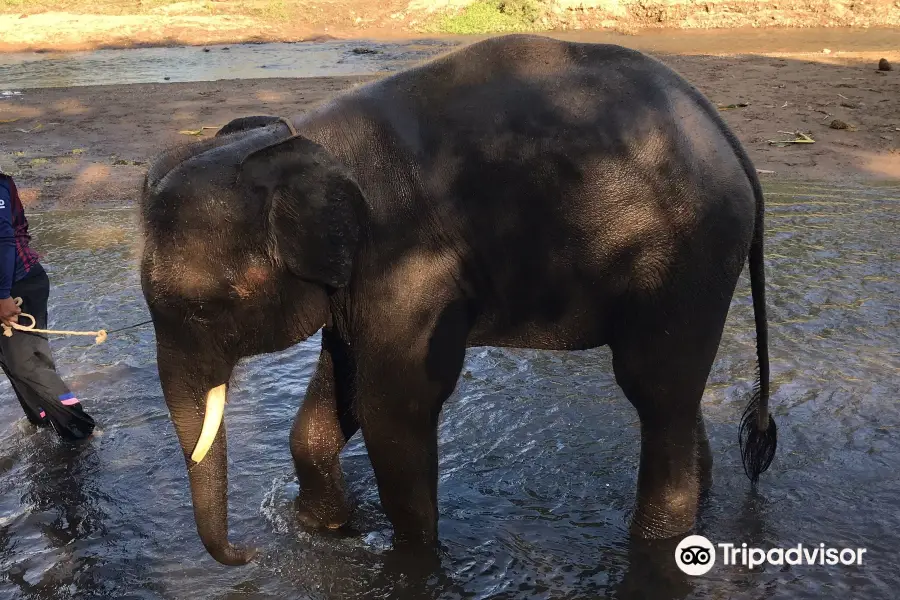 Mae Wang Elephant Camp