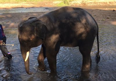 Mae Wang Elephant Camp