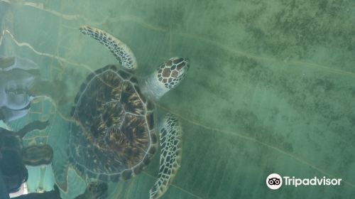 Ahungalla Sea Turtles Conservation Project