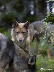 The Predator Center in Kuusamo