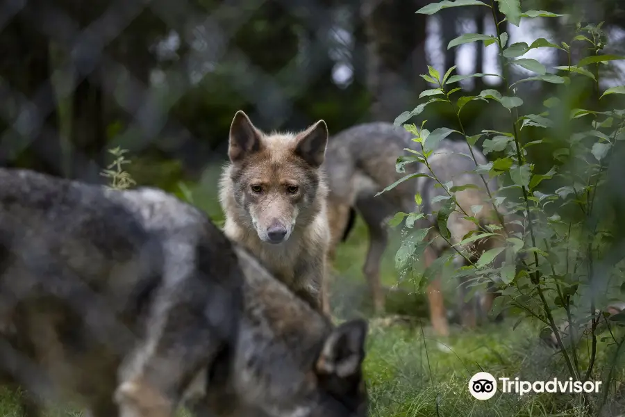 The Predator Center in Kuusamo