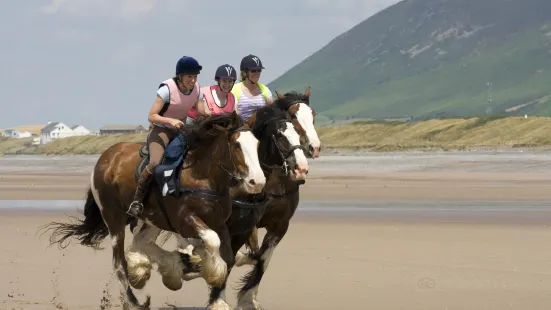Cumbrian Heavy Horses