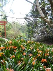 Tamborine Mountain Botanic Gardens