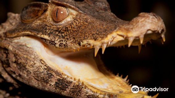 The National Reptile Zoo