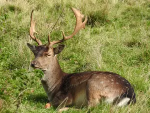Hadsund Animal Garden