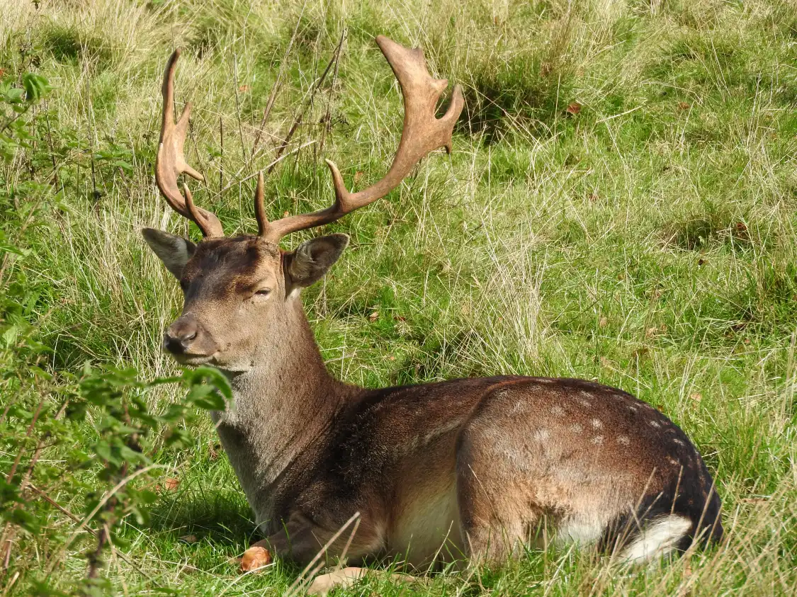 Hotels near Hadsund Animal Garden