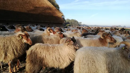 Schaapskooi Schaapskudde Ruinen