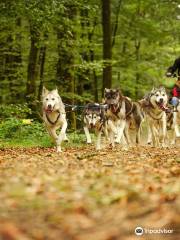 Sled Dog Ride