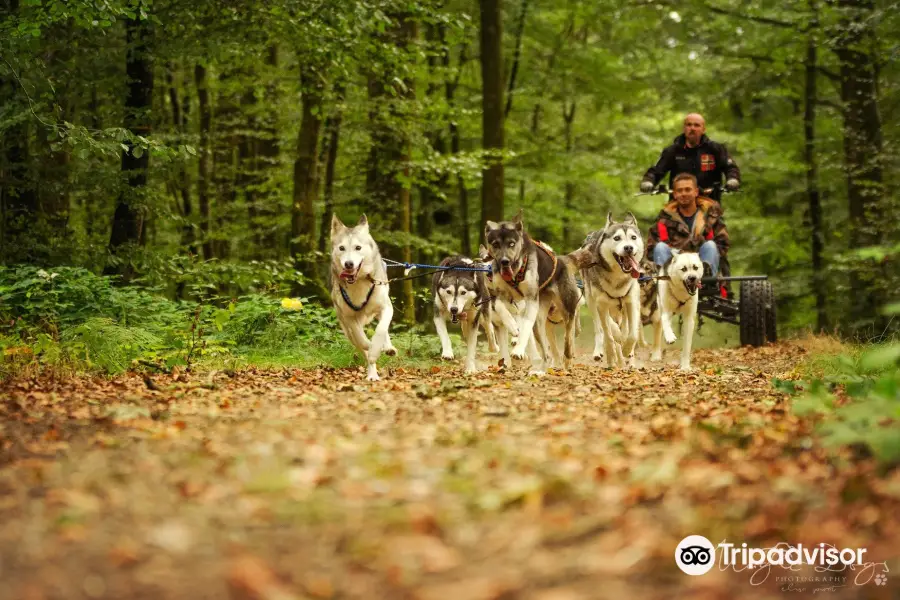 Sled Dog Ride