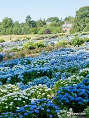 Nursery Hydrangeas Haut Bois