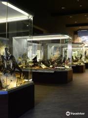 Musée d’ Histoire Naturelle des Météores et Musée des Champignons
