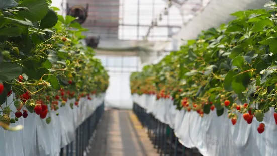 Saikaen - Strawberry Farm