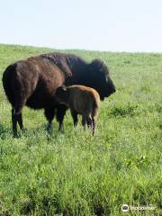 Tallgrass Prairie Preserve