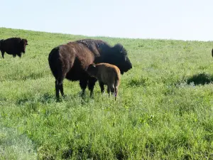 Tallgrass Prairie Preserve