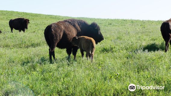 Joseph H. Williams Tallgrass Prairie Preserve