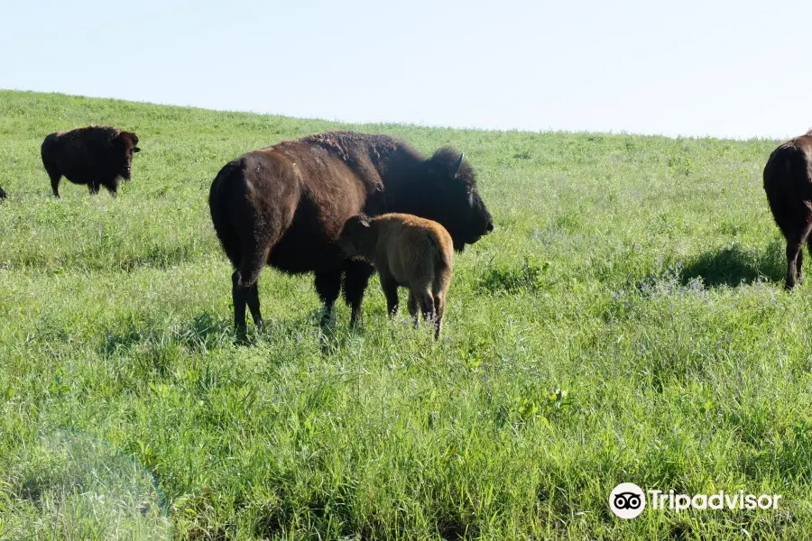 Tallgrass Prairie Preserve