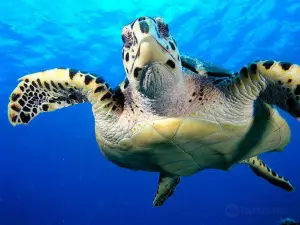 Tortuga Divers