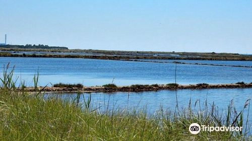 Saline di Tarquinia