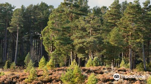 Abernethy National Nature Reserve