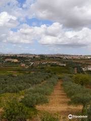 AMODEO'S FARM - Olive Oil Producers in Sicily