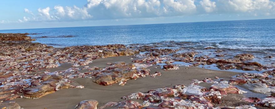 Nightcliff