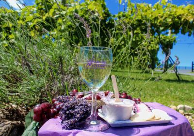 White Oak Lavender Farm & The Purple WOLF Vineyard