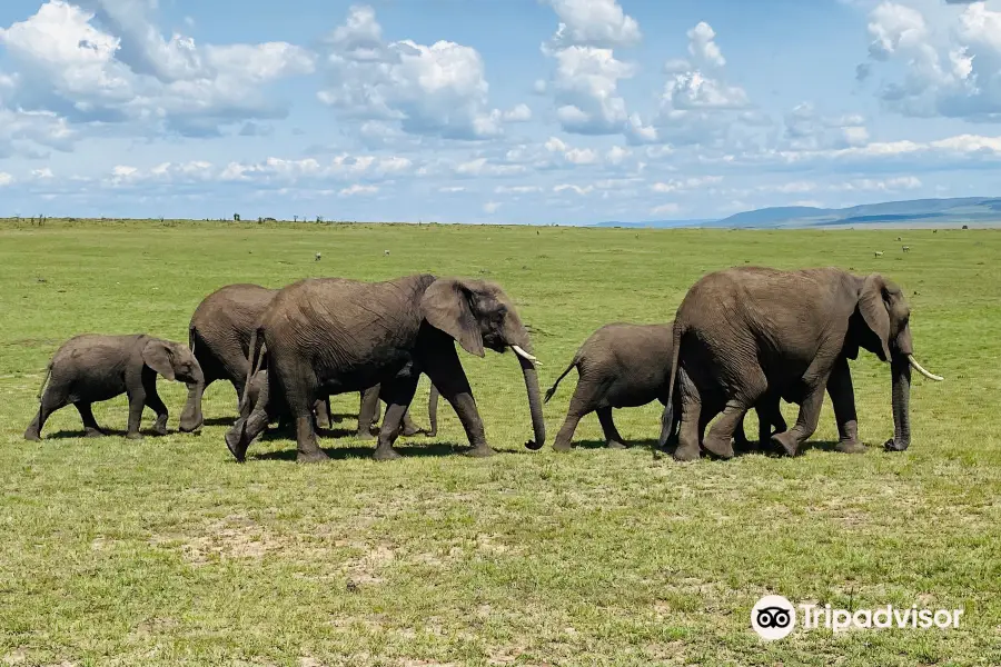 Chalkoko Safaris